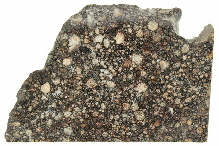 LL Chondrite Meteorite ( g) Slice - NWA #291401